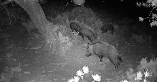 Cámara de Caza 4K – Fototrampeo HD Nocturna con Sensor 130° y 84MP